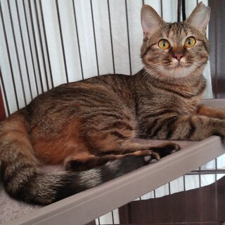 だっこ大好き！活発なキジトラ女子