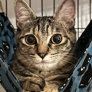 器量よし性格良しの仔猫のすぐるちゃんの里親さん募集