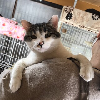 ありがとうございました★雉白アポロちゃん