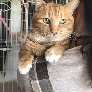 ありがとうございました★抱っこ大好き　茶虎の茶々