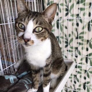 ありがとうございました★人馴れ抜群　雉白カイ君