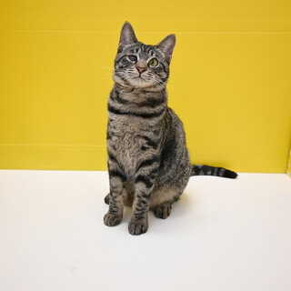 きじトラ｢3s103｣ SKU： 3s103