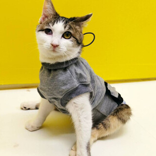 きじ白『3s191』 SKU： 3s191