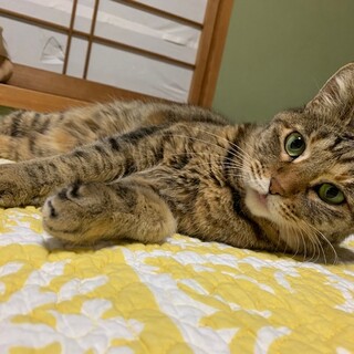 ちょっと天然気味なほんわか猫さんです。