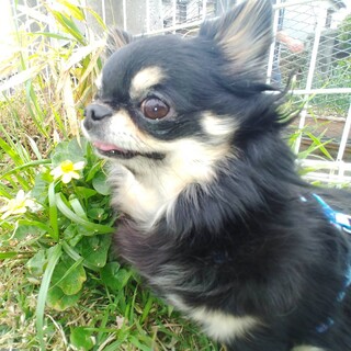 ロコちゃん　チワワ　４歳　女の子