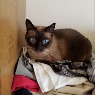 ブルーの大きなおめめが素敵な『ニーニちゃん』