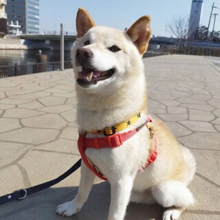 癒し系　静かな柴の男の子