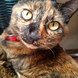 「玉すだれと泥団子」サムネイル1