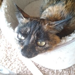 「玉すだれと泥団子」サムネイル2