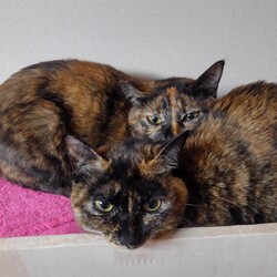 「玉すだれと泥団子」サムネイル3