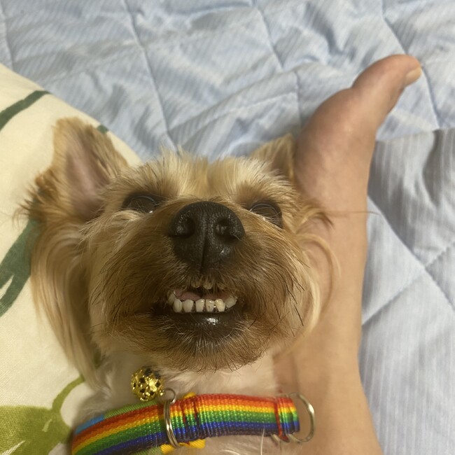 フリットのカバー写真