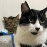 ハチ兄とトラチャン(里親様募集中)※現在の保護主様撮影