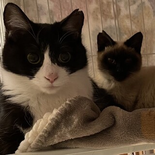 超可愛いハチワレ❤︎ラン♀