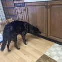 約8歳の柴犬里親緊急募集