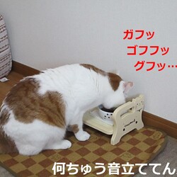 「4号通信 ④ 早食いナンバーワン」サムネイル2