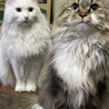 うぴょさん