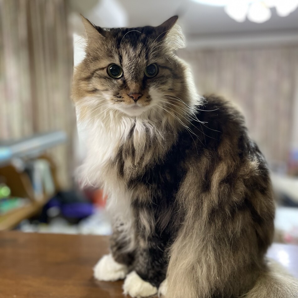 すずのカバー写真