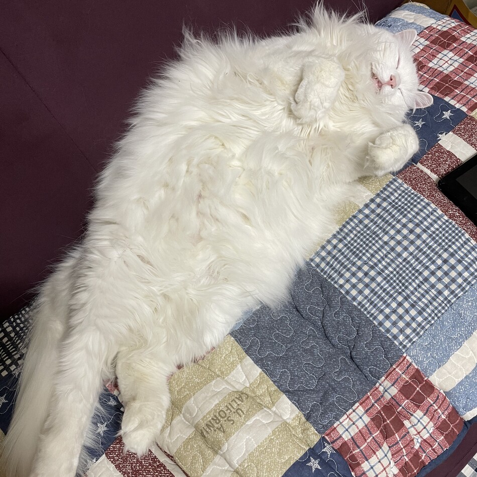 みぃのカバー写真