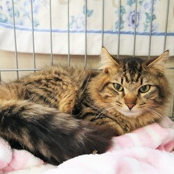 in春日井☆保護猫の譲渡会2022年3月19日（土）～ 非営利団体『ちーむ にゃいんず』