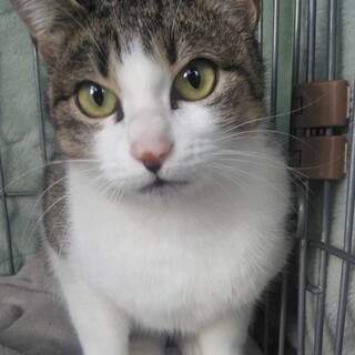 里親決定。ピュアちゃん避妊済み