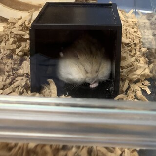 ジャンガリアンハムスターの里親を募集しています。