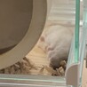 ジャンガリアンハムスターの里親を募集しています。 サムネイル3