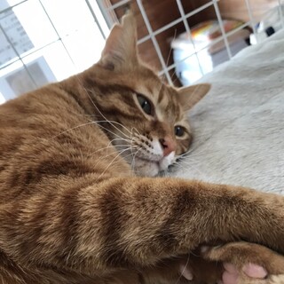 おっとり可愛い　茶虎の浅次郎ちゃん