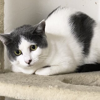 イケメン白グレーのチャリン君！