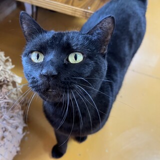 ありがとうございました★優しい黒猫　くるりちゃん