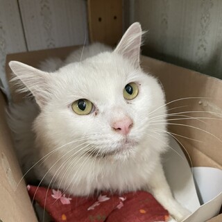 人が大好き！でも猫は嫌いな ゆっきぃ