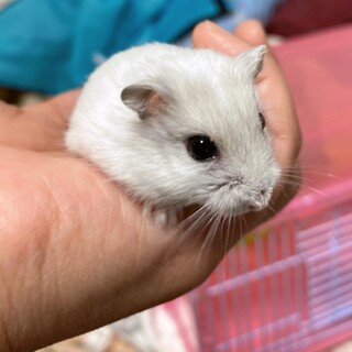 至急！ジャンガリアンハムスターの里親様募集！