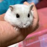 至急！ジャンガリアンハムスターの里親様募集！ サムネイル2