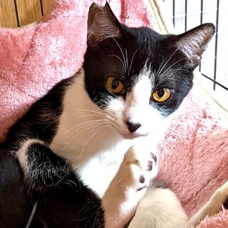 お鼻の先が黒いの☆おめめクリクリ白黒むさしくん