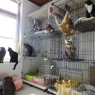 猫がいる生活☆毎日を楽しく賑やかに☆