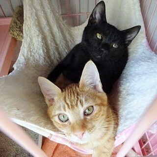 【募集停止】人馴れしている仲良し兄妹☆生後7か月