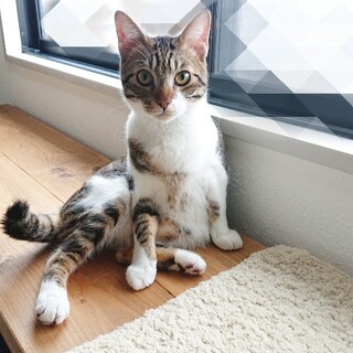 ※おうち決定※おしゃべりで甘えん坊の男の子