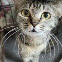 つぶらな瞳が可愛い小町ちゃん♀3ヶ月