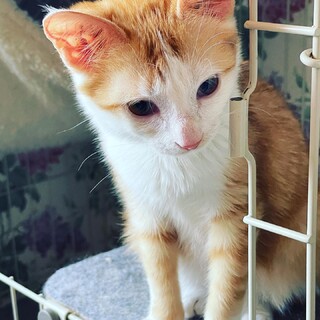 小柄で可愛い茶白女子♀スピ　5ヶ月