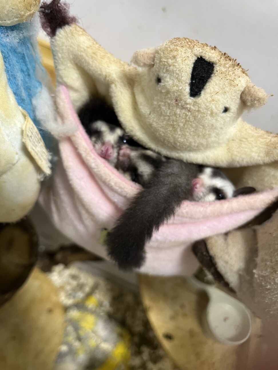 4匹のフクロモモンガ里親募集します。 サムネイル2