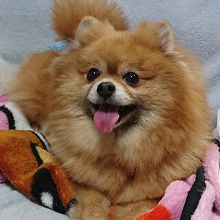 ポメラニアン 犬 の里親募集情報 ペットのおうち 月間利用者150万人