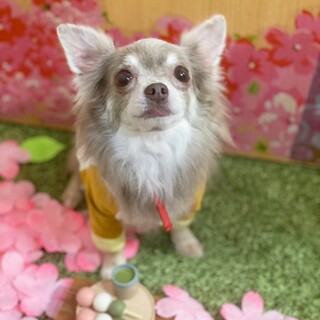 甘えん坊のチワワの男の子