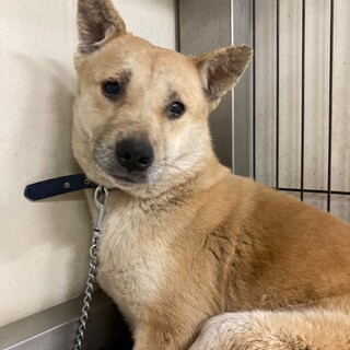 円らな瞳の、しおひめちゃん