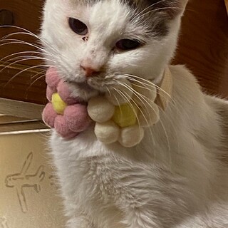 穏やかな女の子