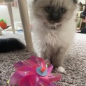1/12産まれのフワフワ白仔猫
