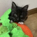 1/12産まれの白黒仔猫