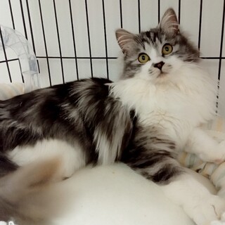 正式譲渡になりました