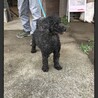 小型プードル　8歳　ミッキー君 サムネイル4