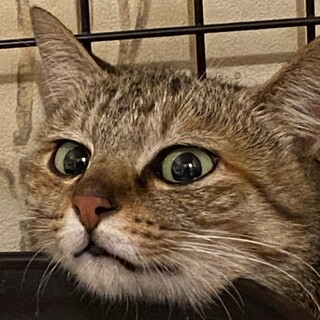 三毛トラの女の子