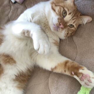 募集停止。甘えん坊の茶太郎