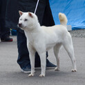 紀州犬　現役の展覧会犬